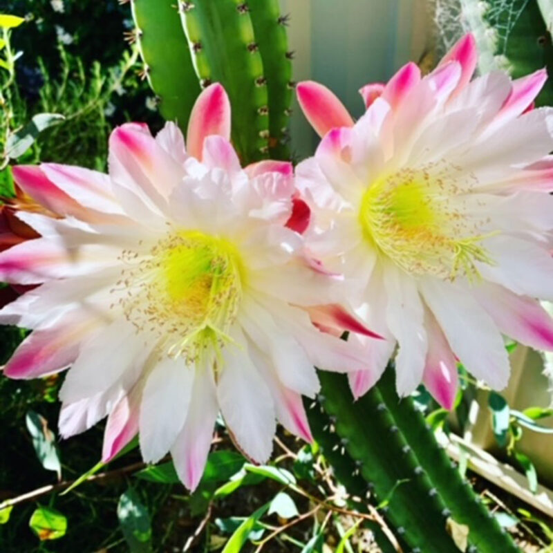 cactus-fowers